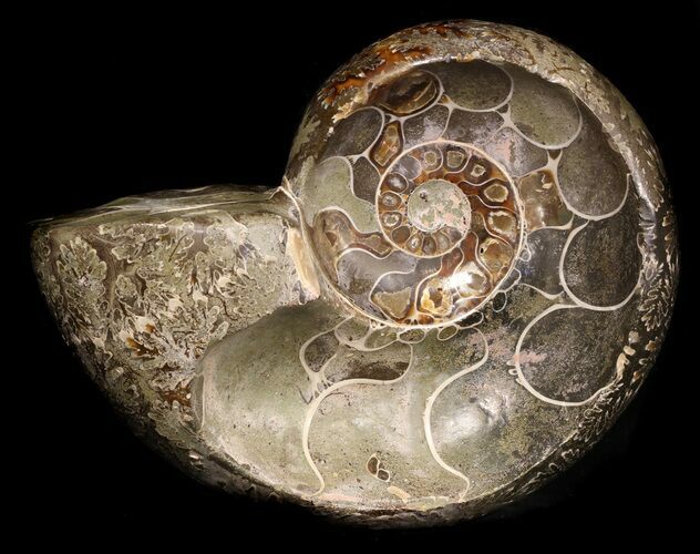 Wide Polished Ammonite 'Dish' #33869